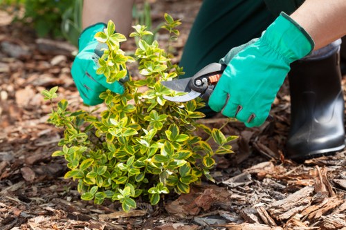 Detailed plant bed close-up used in Earls Court gardening content